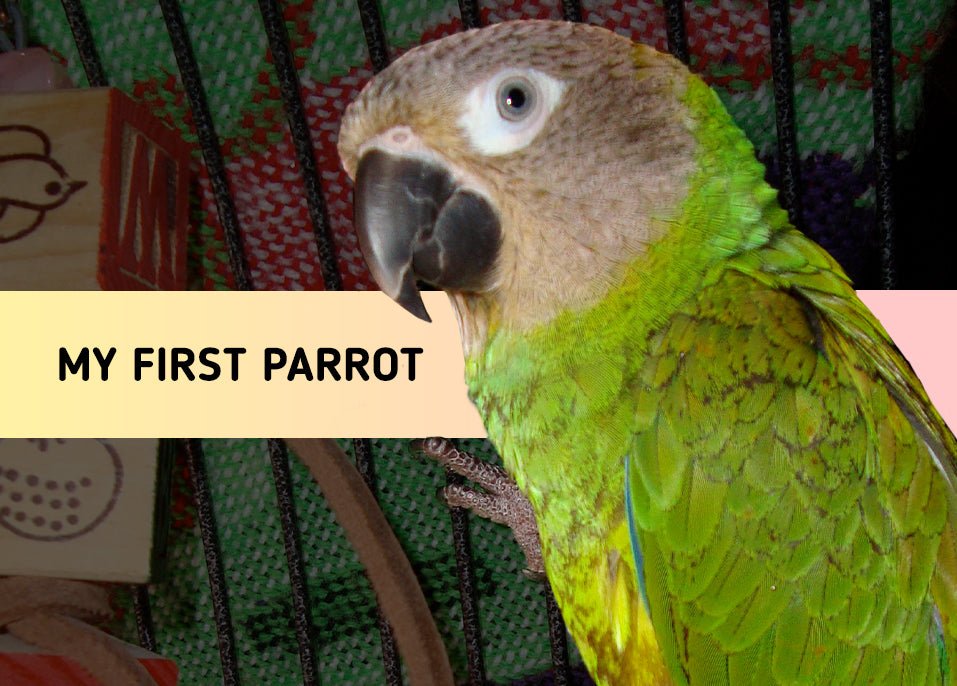 My First Parrot