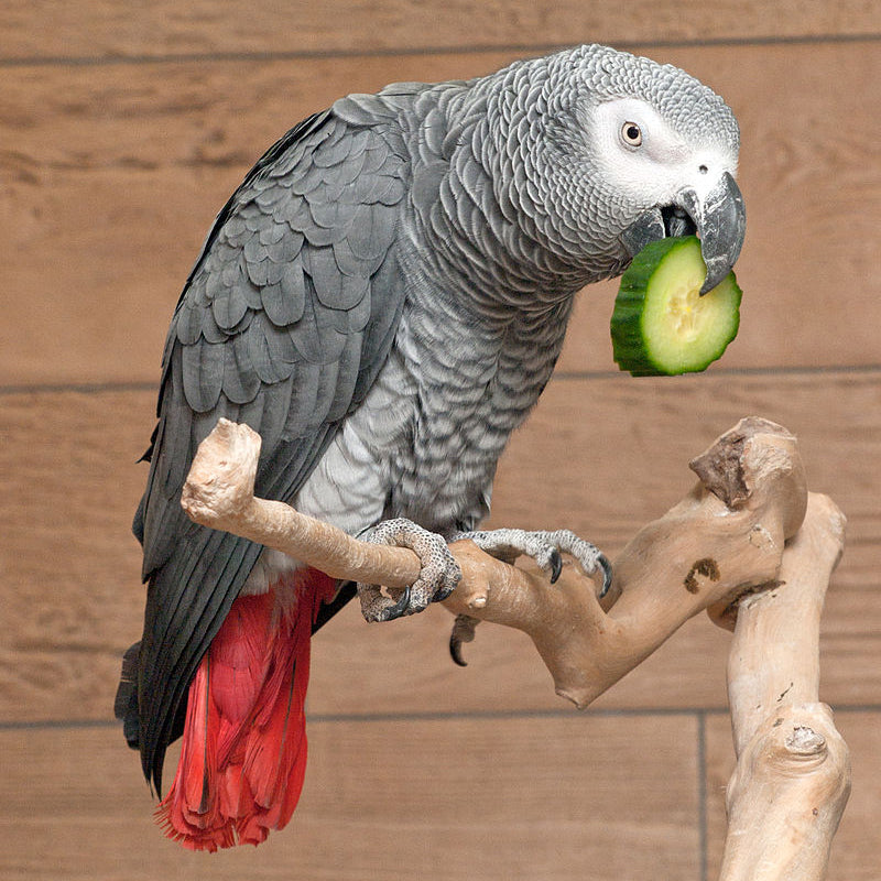 Congo African Grey Parrots – birdhism