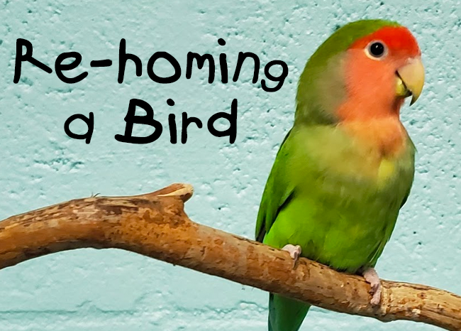 How to Rehome a Bird