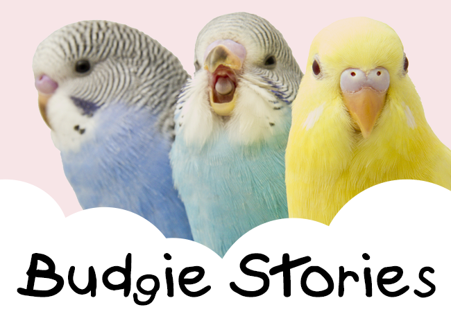 Budgies Stories