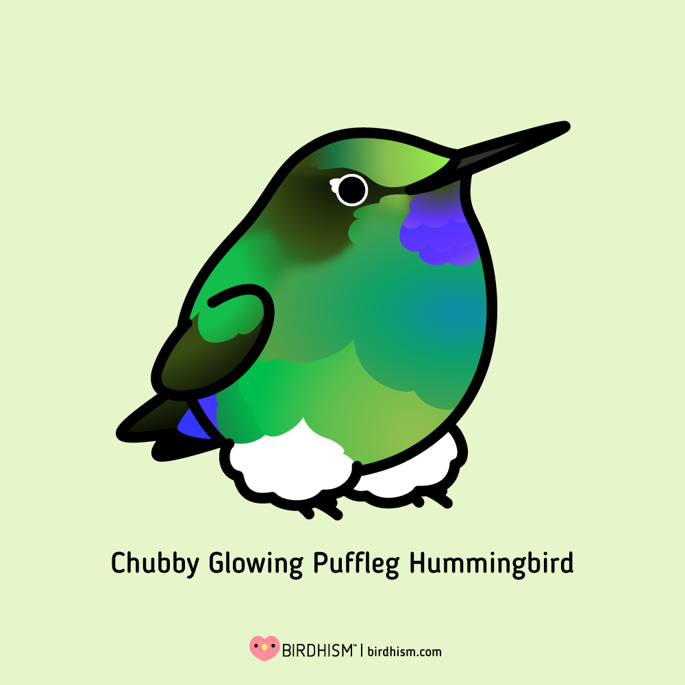 The Glowing Puffleg Hummingbird